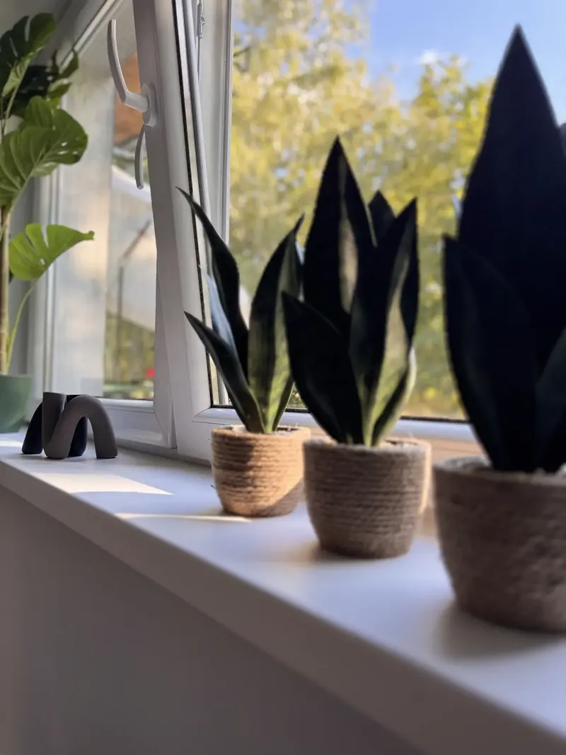 Rośliny na parapecie po home stagingu
